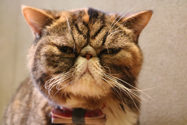 猫 下痢