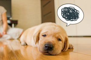 下痢に悩む犬