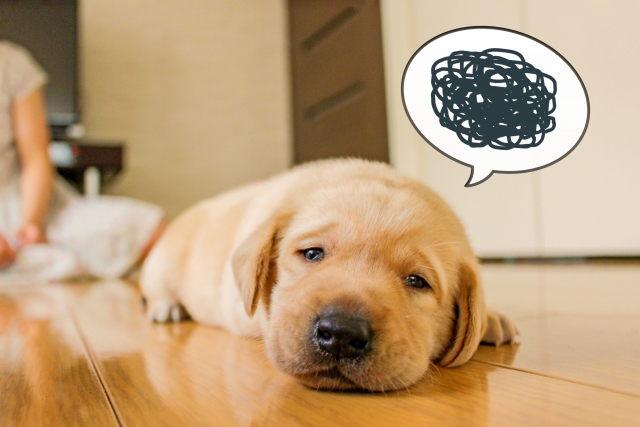 下痢に悩む犬