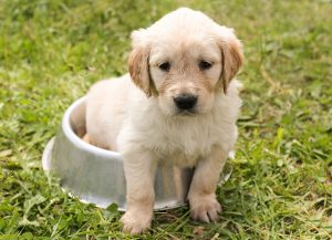犬の手作りごはんわんずきっちん