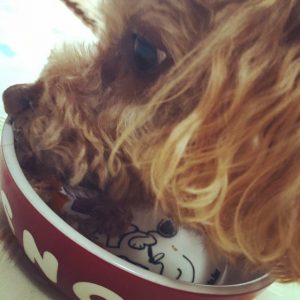 ごはんを食べる犬