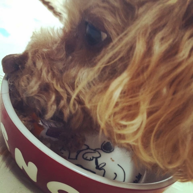 ごはんを食べる犬