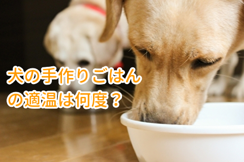 犬の手作りごはんの温度、適温は何度？
