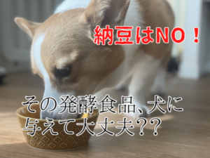 犬に納豆は与えてはダメ！発酵食品が合わない犬もいる