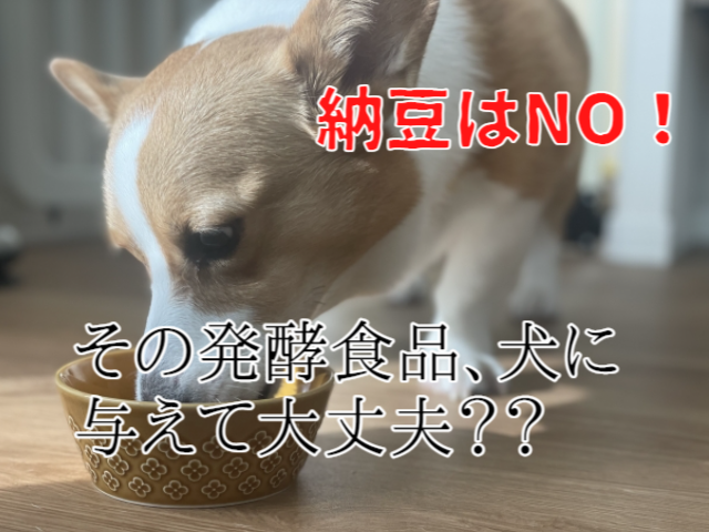 犬に納豆は与えてはダメ！発酵食品が合わない犬もいる