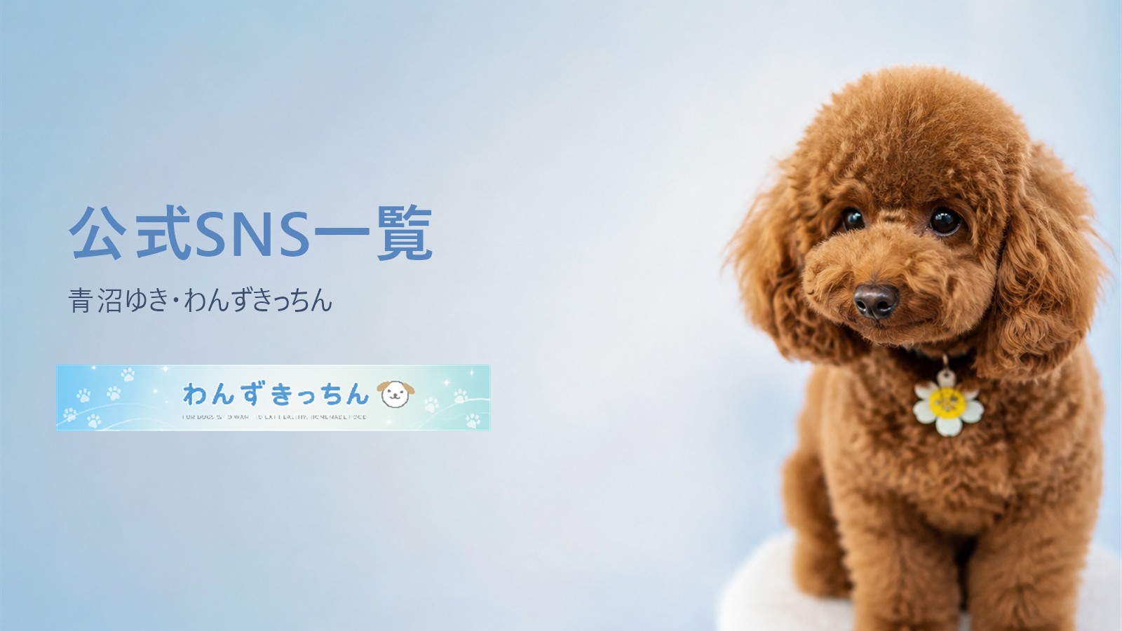 公式SNS一覧 青沼ゆき・わんずきっちん トイプードル
